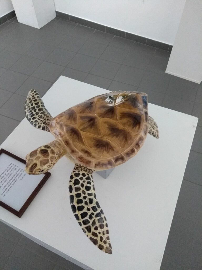 Sculpture de Tortue marine